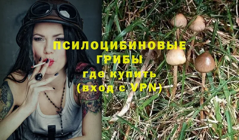 Псилоцибиновые грибы Cubensis  Мураши 